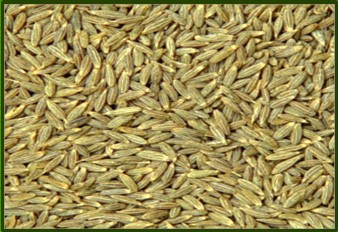 Cumin Seeds