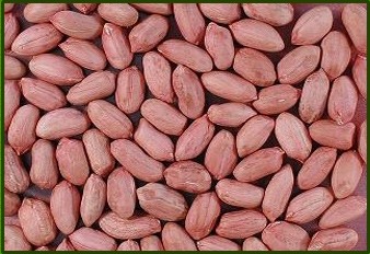 Peanut Kernels