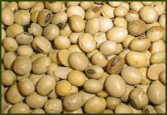 Soya Seeds